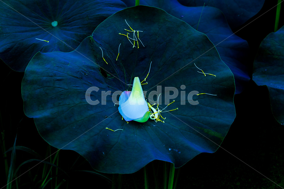 연꽃,연잎,낙화,꽃잎,꽃슬,문양,무늬,식물,자연,plants,nature,꽃,flower