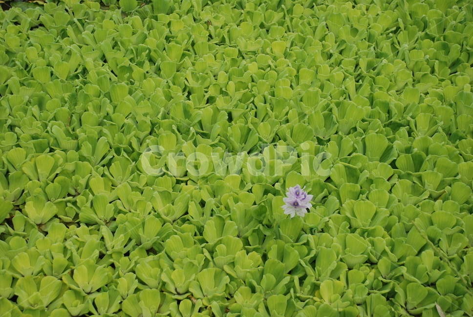 식물,연꽃,꽃,보라색꽃,flower