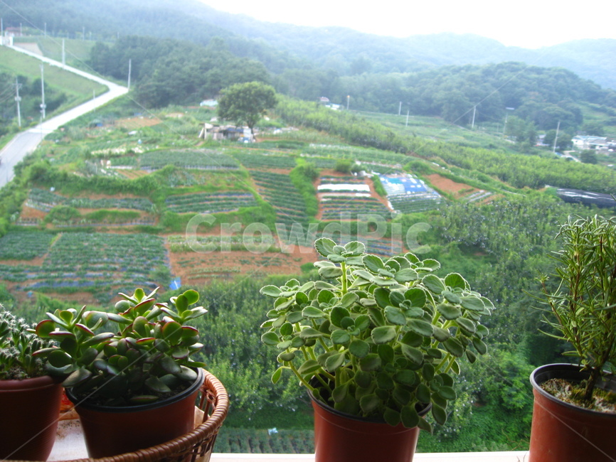 봄,허브,농촌,녹색,시골,herb,green,장미허브,로즈마리,다육식물,밭,나무