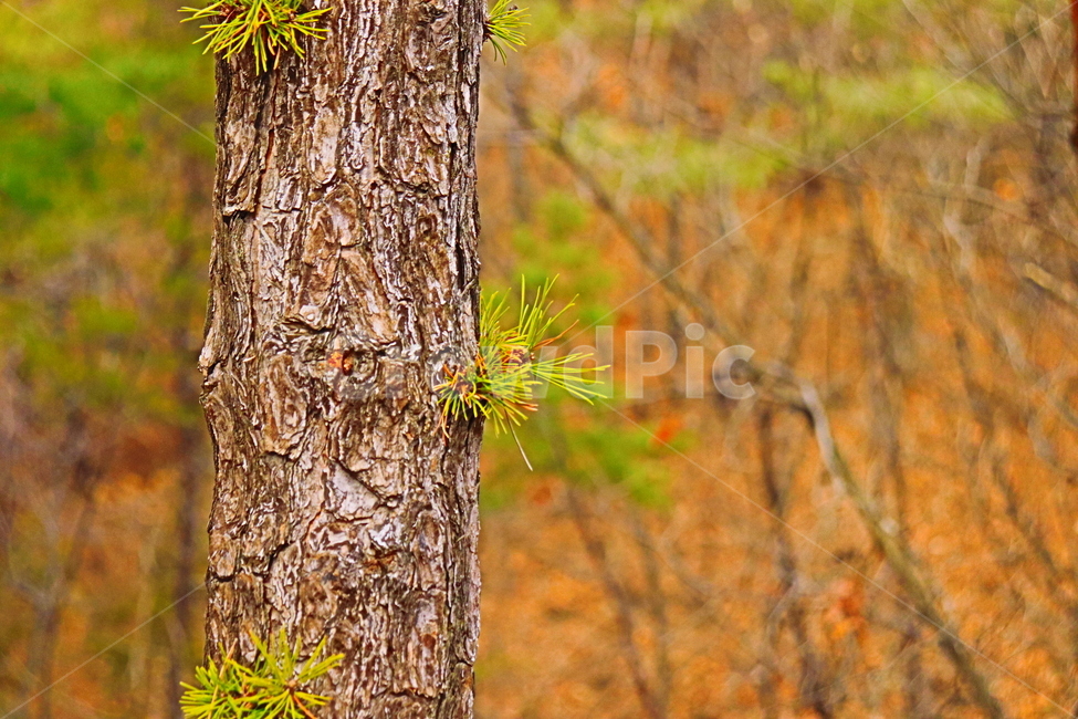 소나무,봄,따뜻함,가을,도봉산,산,식물,자연,plants,nature,나무,trees,wood
