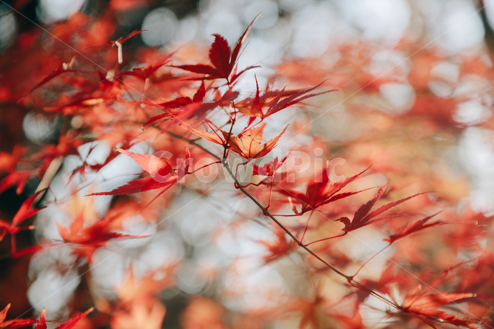 단풍,붉은,빨간,가을,나무,낙옆,잎,나뭇잎,가을,계절,fall,autumn,season,식물,자연,plants,nature,plant,leaf,tree