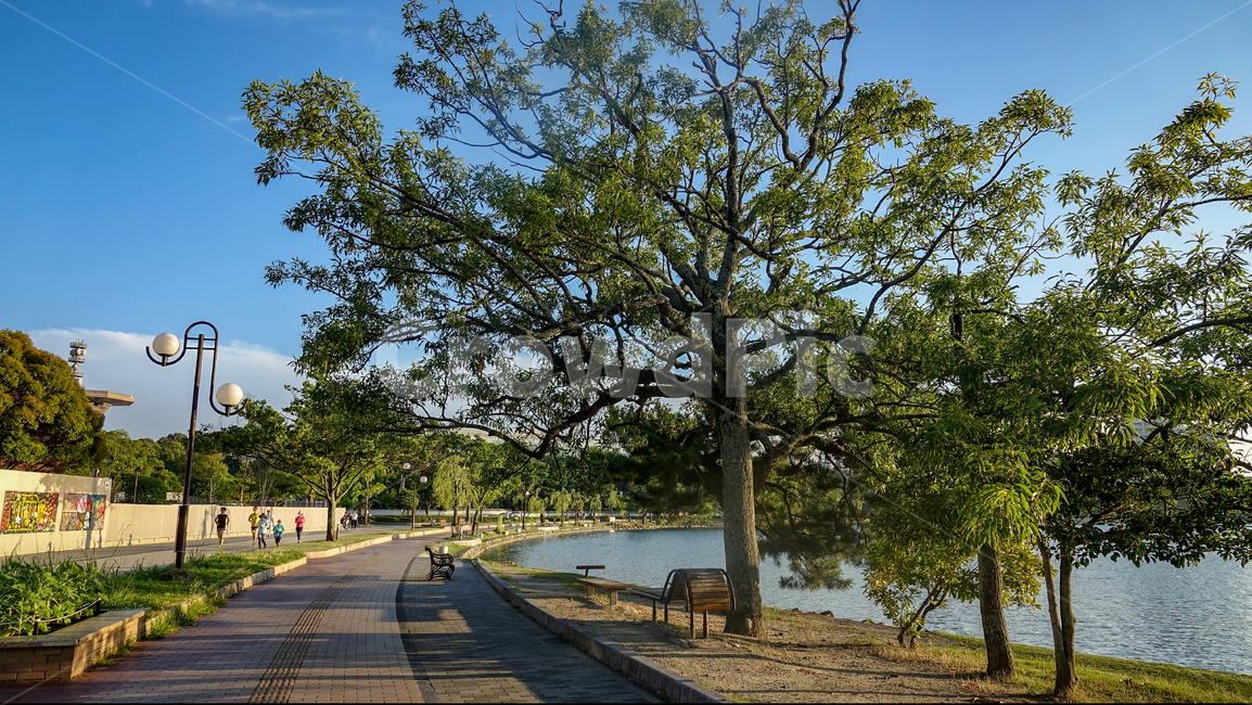 bench,nature,Ohori Park,scenery,trees,fukuoka,emotion,Fukuoka,bridge,pink sunset,lake,park,walk