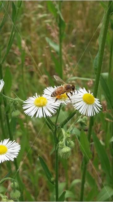 꿀벌,노랑꽃,자연,데이지,계란꽃,들꽃,벌,개망초꽃,식물,자연,plants,nature,꽃,flower,동물,animal,곤충,벌레,insect,bug