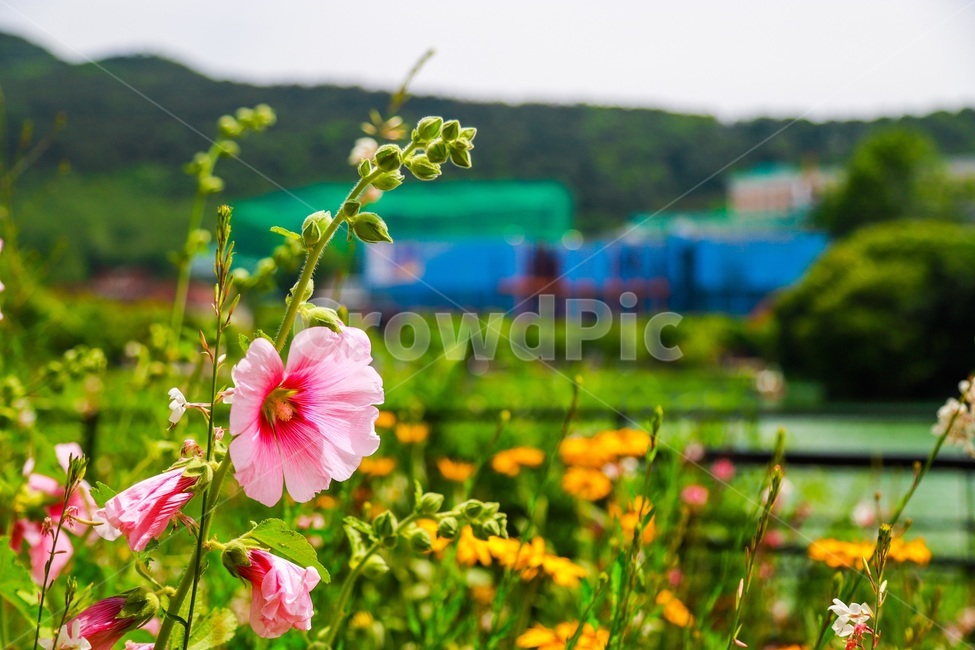 꽃,수성못,무궁화,연못,자연