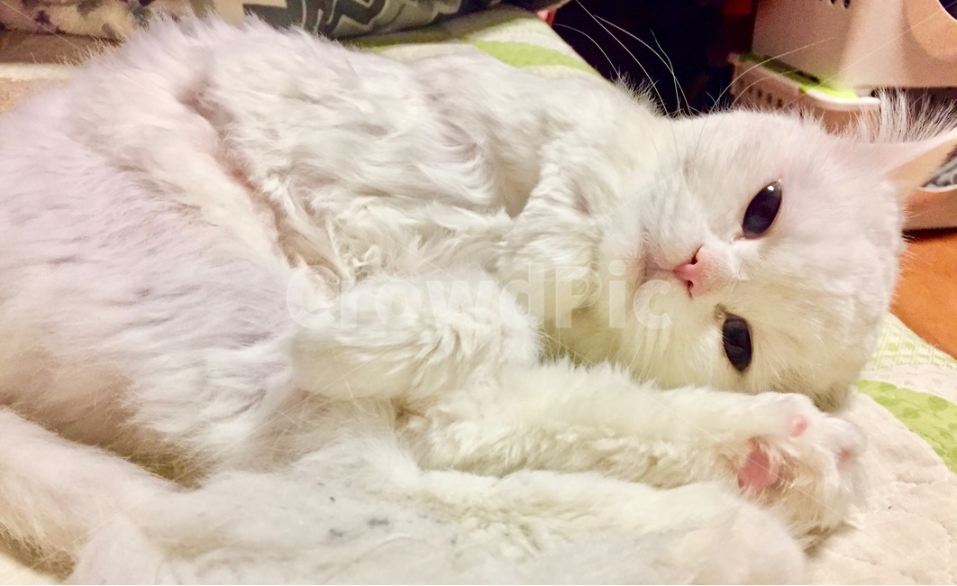 고양이,냐옹이,애완동물,반려동물,cat,집사,터키쉬앙고라,러시안블루