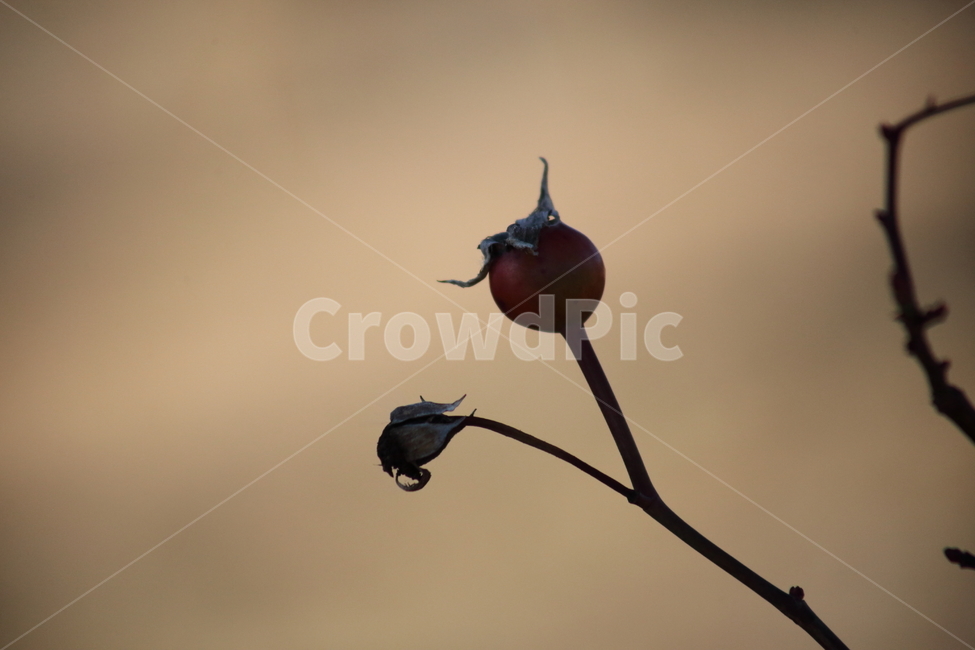 장미열매,열매,종자,번식,로즈힙,식물,자연,plants,nature,과일,열매,fruit