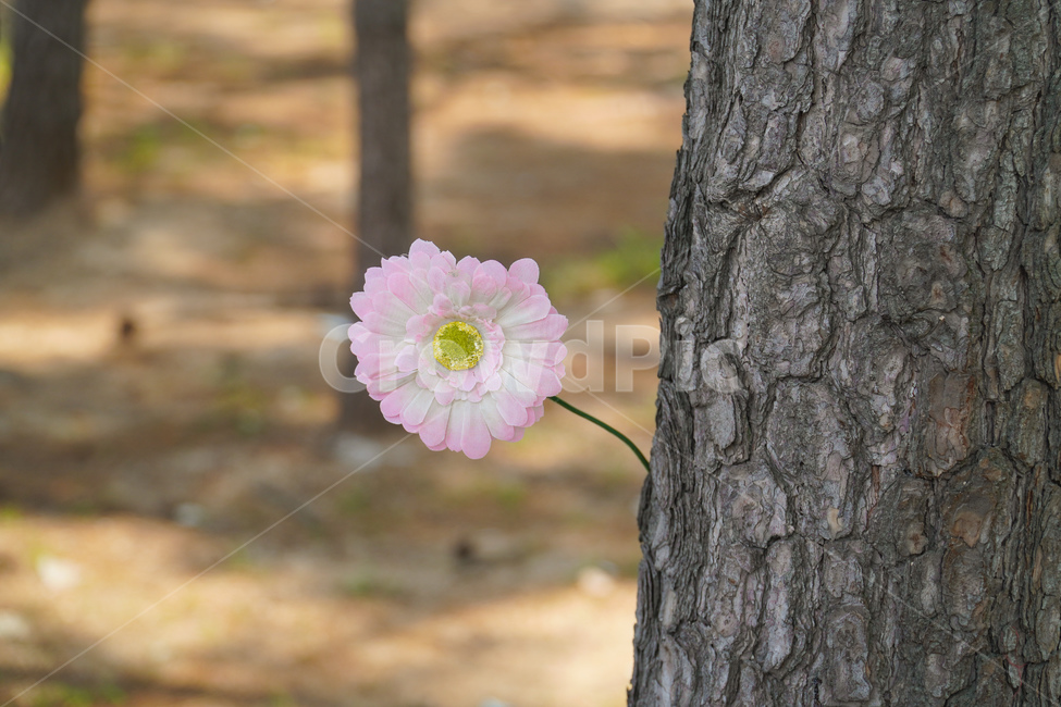 plant,식물,꽃,나무,분홍색,식물,자연,plants,nature,꽃,flower