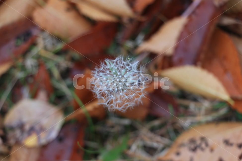 가을,공허,낙엽,외로움,autumn,가을,계절,fall,autumn,season,식물,자연,plants,nature,꽃,flower,plant