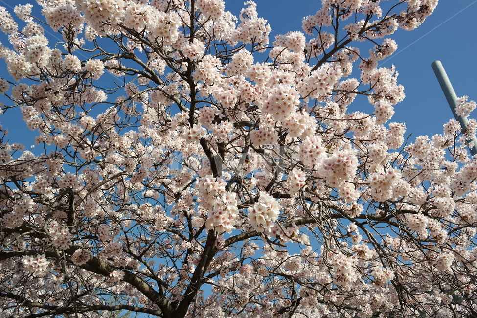 벚꽃,풍경,cherryblossoms,cherry,blossom