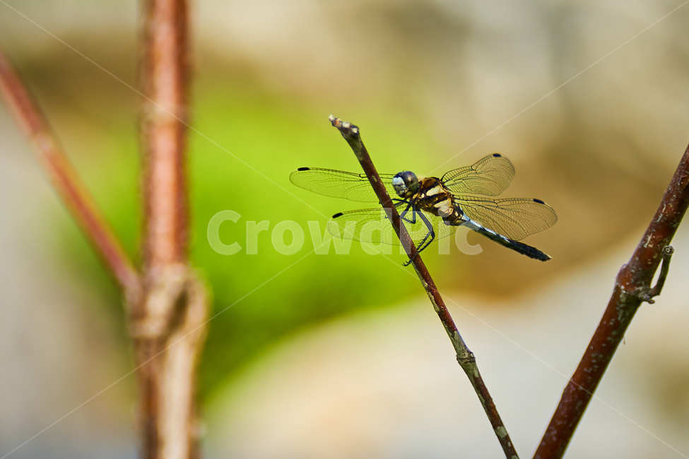 잠자리,곤충,여름곤충,여름,dragonfly,날개,자연,동물,animal,곤충,벌레,insect,bug