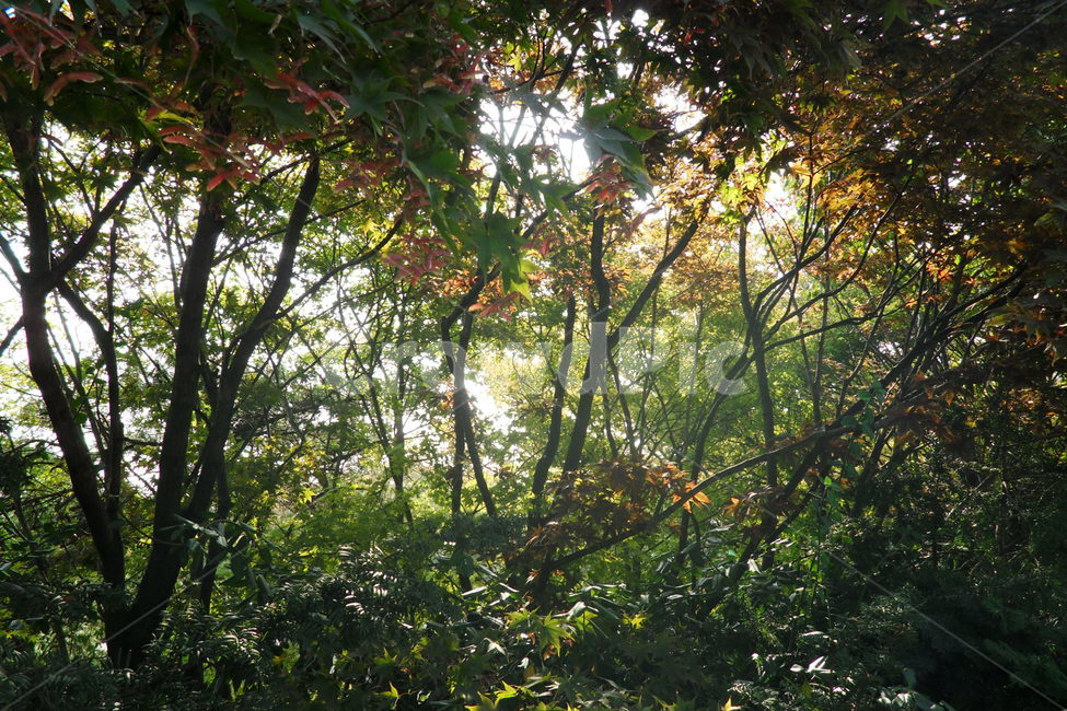나무,숲,풍경,자연,trees,forest,수풀,식물,여유,감성,한적,싱그러움