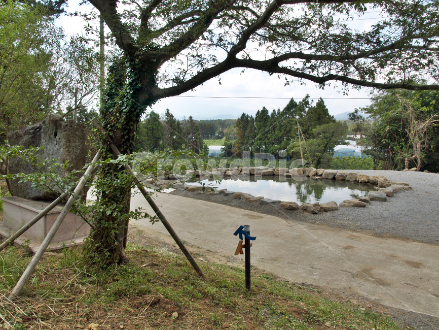 연못,거슨새미,샘물,올레4코스,올레길,제주,서귀포시,자연,풍경,nature,landscape,제주도,jeju,jeju island,tree,나무,plant,식물,tree trunk,나무 줄기