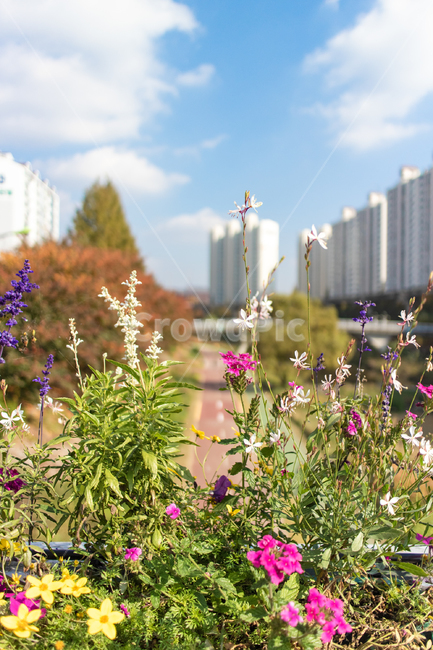가을,autumn,fall,야외,outdoor,공원,park,자연,nature,맑은날,clear,식물,plant,꽃,flower,하늘,sky,구름,cloud,clouds,colorful,다채로운,식물,자연,plants,nature