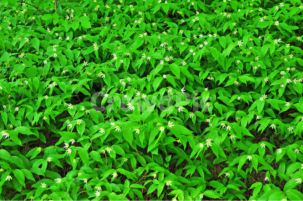 봄이미지,봄꽃,애기나리,백합과,야생화,우리꽃,산에피는꽃,flowers,pattern,green,background,흰색꽃,백그라운드,바탕,배경화면,토종,자생종,순수,fresh,무공해,초록,녹색,그린,가득,어린,작은,pretty,식물,자연,봄,계절,spring,season,식물,자연,plants,nature,plant