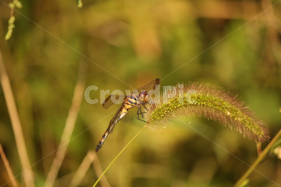 잠자리,자연,animal,동물,invertebrate,무척추동물,insect,곤충,anisoptera,아니소프테라,dragonfly,풀,동물,animal,곤충,벌레,insect,bug