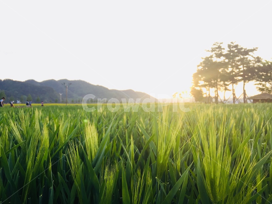 청보리,밭,노을,나들이,나무,산,하늘,빛,햇살,햇볕,식물,초록,녹색,해질녘,연두색,여유로운,휴일