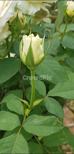 장미꽃,노란장미,로즈,자연,식물,rose,flower