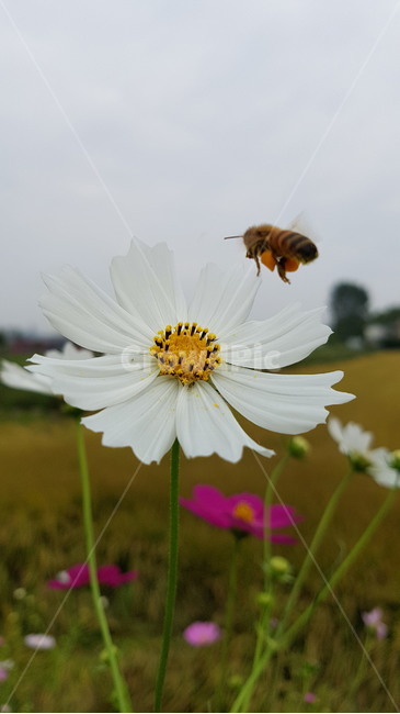 코스모스,가을,벌꿀,자연,곤충,꿀벌,식물,흐림,흐린날,꿀모으기,bee,autumn,plants,bug,insect,cosmos,식물,자연,plants,nature,꽃,flower,동물,animal,곤충,벌레,insect,bug