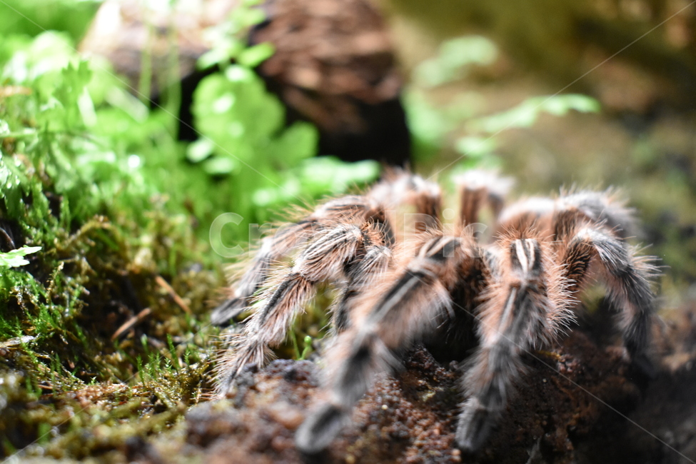 자연,동물,animal,nature,거미,동물,animal,곤충,벌레,insect,bug