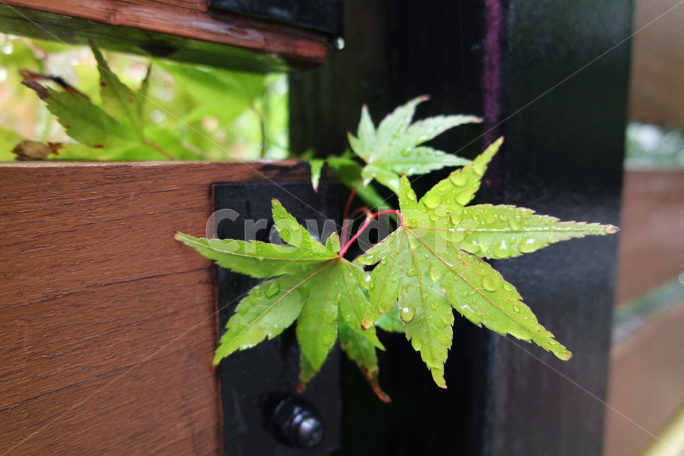 단풍,단풍잎,촉록잎,초록,초록단풍,leaf,잎,plant,식물,maple,식물,자연,plants,nature