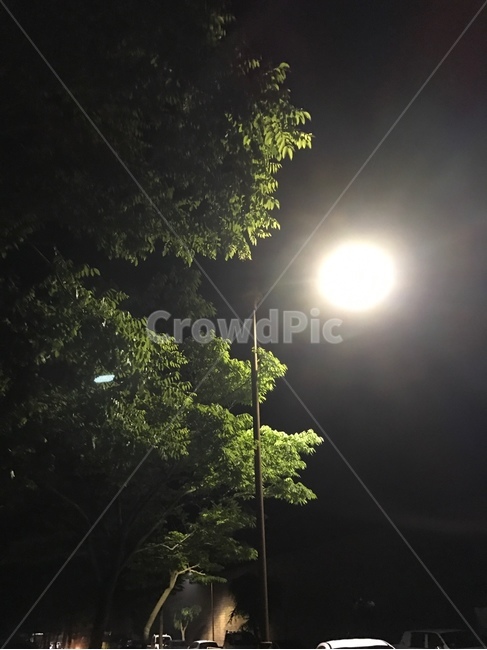 가로등,나무,야간,밤풍경,길거리,tree,night