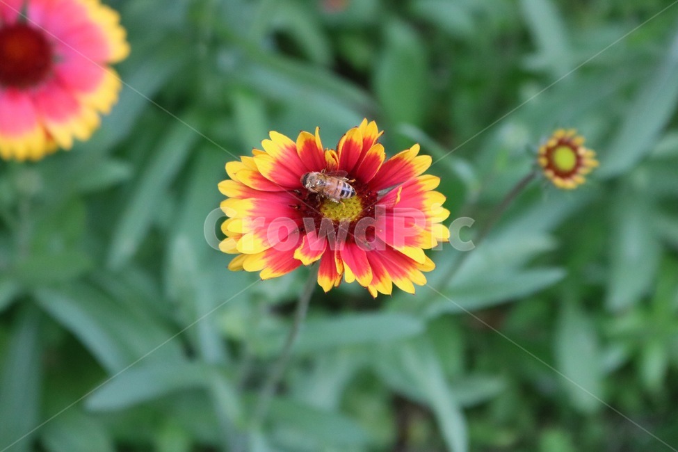 꽃,식물,벌,곤충,노랑,주황,초록,자연,flower,plants,bee,insect,yellow,orange,green,nature,hana,shokubutsu,hachi,konchuu,kiiro,orenziiro,midori,식물,자연,plants,nature,꽃,flower,동물,animal,곤충,벌레,insect,bug