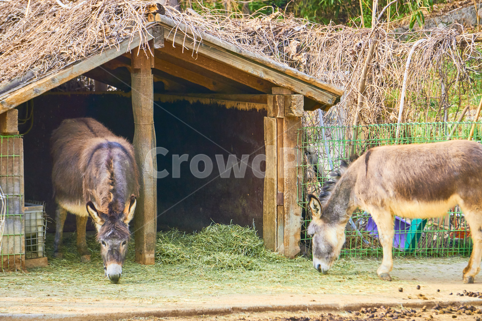 당나귀,동물,포유류,동물원,animal,초식,초식동물,nature,animalpark,동물,animal,포유류,mammal