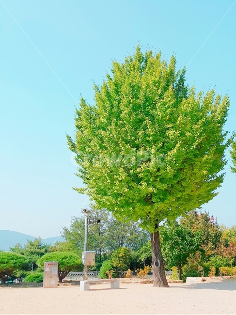 나무,초록,가을,청명,하늘