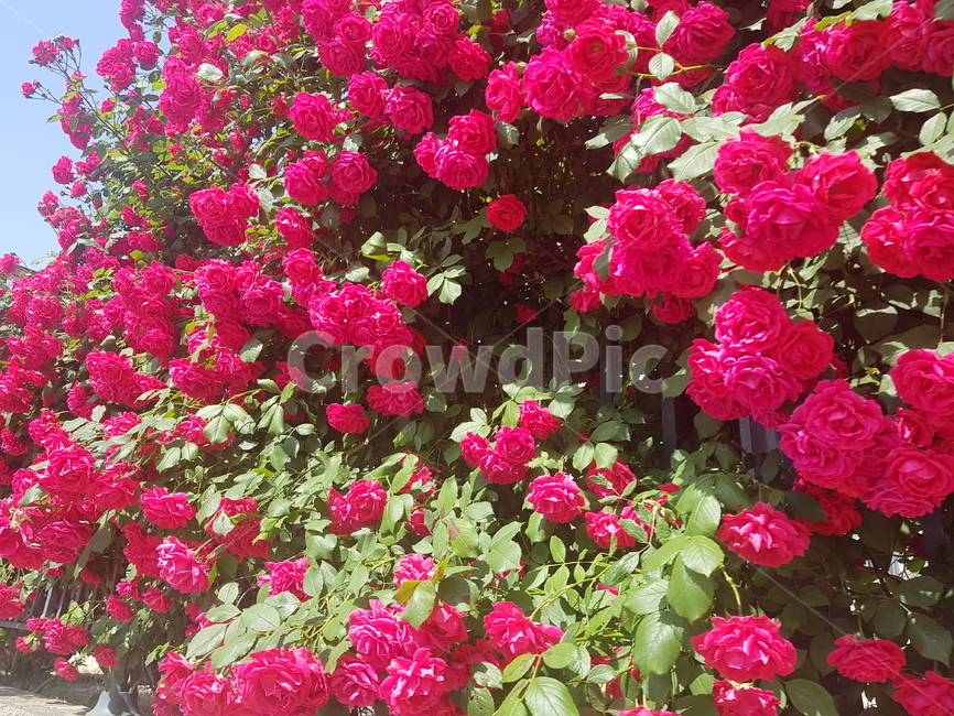 장미,장미꽃,rose,빨간색장미,빨강색장미,담벼락,빨간장미,붉은장미