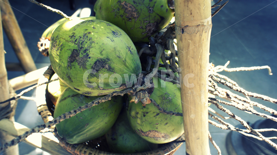 plant,식물,food,식품,과일,fruit,동남아,야자수,코코넛,음식,식재료,요리,food,cook,meal,dishes,food reserves,과일,열매,fruit