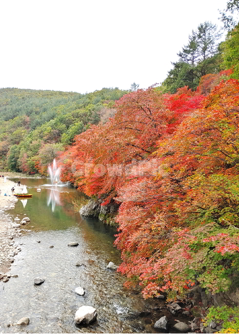 단풍,가을,물,나무,빨강단풍,가을,계절,fall,autumn,season,자연,풍경,nature,landscape,leaf,잎,plant,식물,tree,maple,water