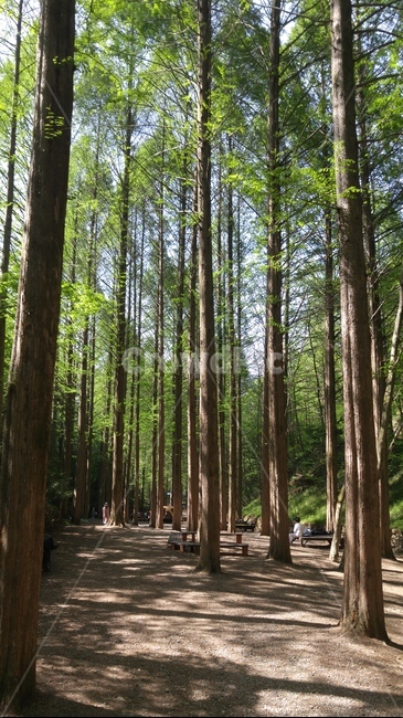 나무,메타세콰이어,숲,tree,forest,삼림,공원,녹색,green,산책