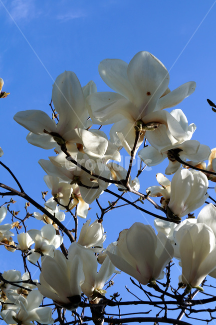 목련,꽃,나무,봄,하늘,구름,나뭇가지,magnolia,flowers,trees,spring,sky,clouds,branches