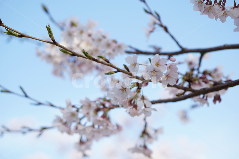 공원,보라매공원,꽃,식물,봄,벚꽃,flower,blossom,plant