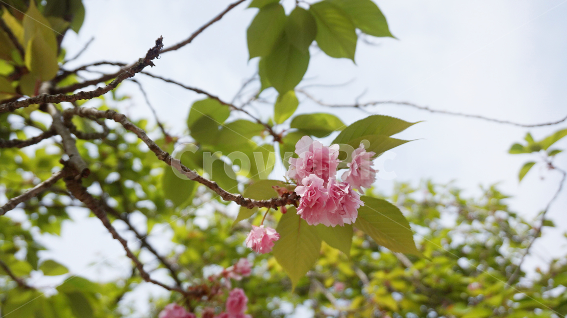 겹벚꽃,나무,자연,꽃,cherryblossoms,flower