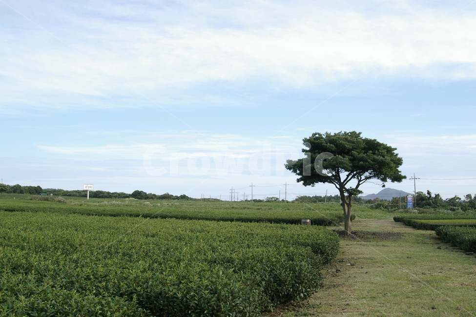 outdoors,옥외,nature,자연,field,들,녹차밭,나무,제주도,외로운나무,나무한그루