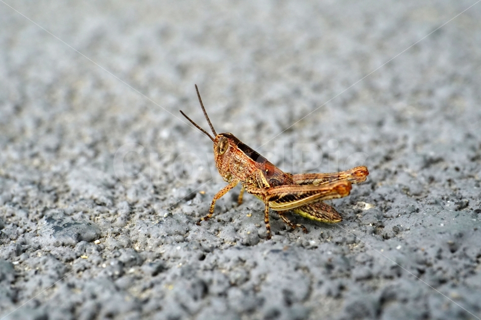메뚜기,곤충,벌레,자연,동물,animal,insect,bug,nature,아스팔트,도로,땅,여름,grasshopper,locust,생명,생태,생태계,접사,마크로,macro,근접촬영,스냅,스냅사진,스넵,스넵사진,snap,snapshot,한국자연,한국의자연,풍경,landscape,동물,animal,곤충,벌레,insect,bug