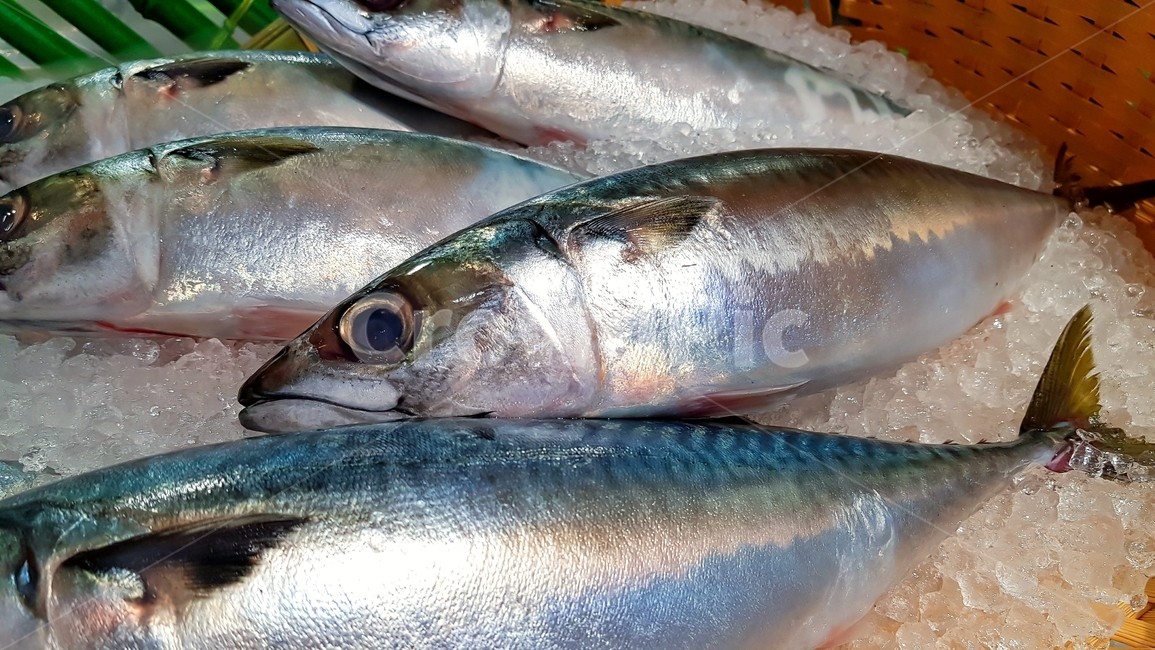 생선,fish,식재료,고등어,pacificmackerel,물고기,음식,식재료,요리,food,cook,meal,dishes,food reserves,수산물,해산물,fishery products,seafood