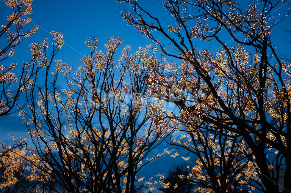 조명,야경,빛,거리,가로수,나무,밤,풍경,nightscape,night,landscape,감성,감정,sensible,feeling,emotion,겨울,계절,winter,season,야경,밤,풍경,nightscape,night,landscape,식물,자연,plants,nature,나무,trees,wood,tree,plant