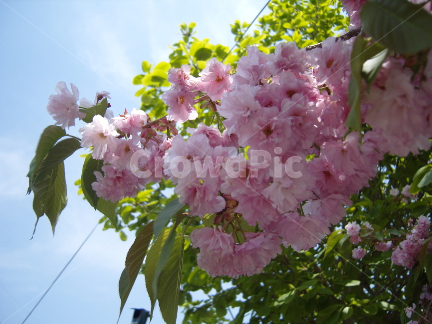 꽃,식물,벚꽃,blossom,cherryblossom,식물,자연,plants,nature,꽃,flower