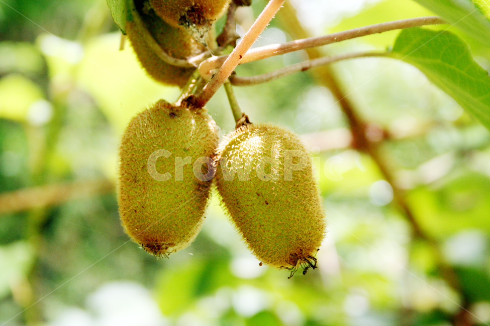 다래,참다래,다래농사,다래재배,다래열매,과일,열매,fruit,농업,농사,agriculture,farming,farming industry
