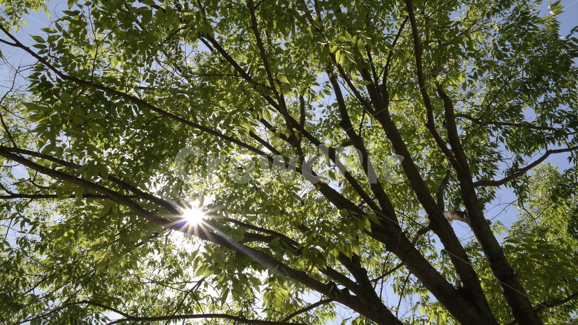 flare,light,빛,나무,자연,식물,자연,plants,nature,나무,trees,wood