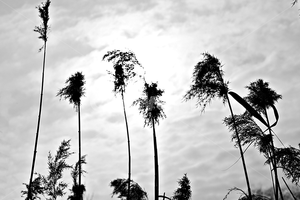 갈대,식물,역광,하늘,자연,가을,계절,fall,autumn,season,식물,자연,plants,nature,흑백,모노톤,monochrome,black and white,tree,나무,plant,palm tree,야자수