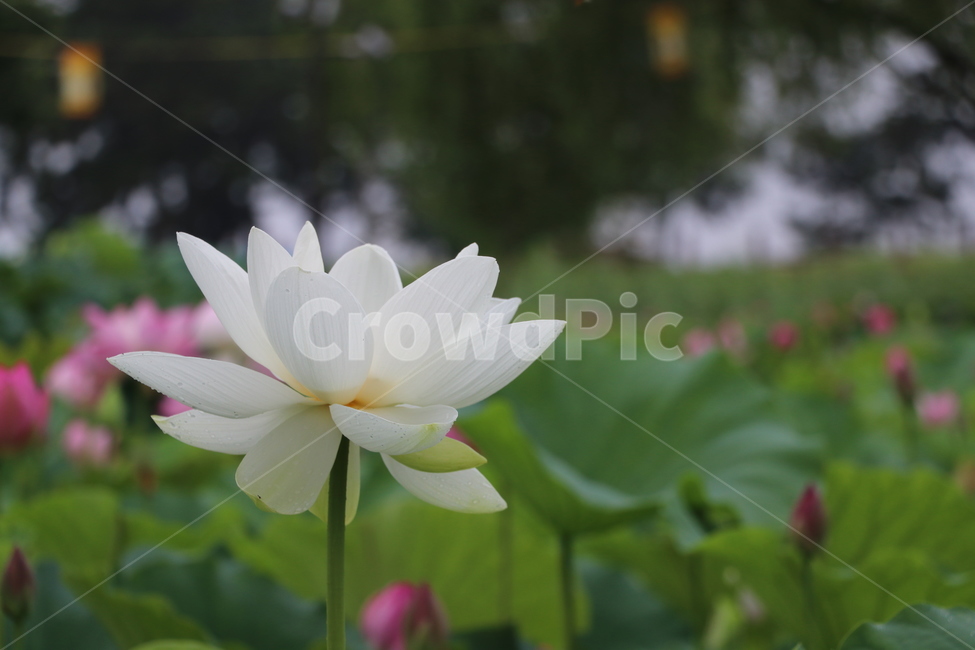 백련,연꽃,연잎,인공정원,궁남지,흰색,초록,여름,축제,근접촬영,불교,lotus,야외,농업,자연,식물,자연,plants,nature,꽃,flower