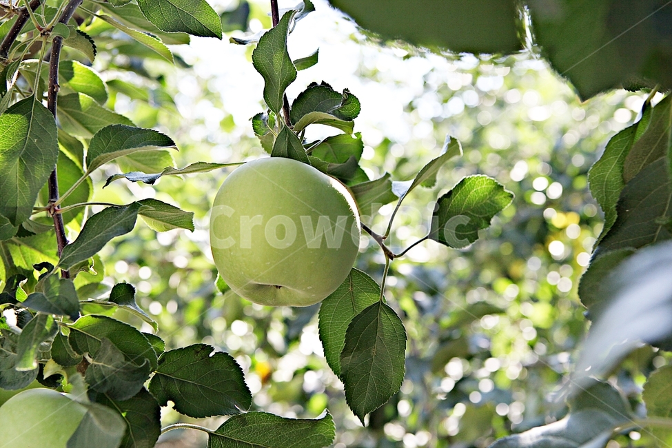 사과,풋사과,과일,농사,과수원,자연,여름,과일,열매,fruit
