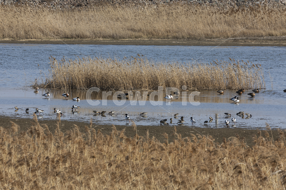 푸른,바다,조류,새,beautiful,water,blue,view,outdoor,birds,wildlife,seagull