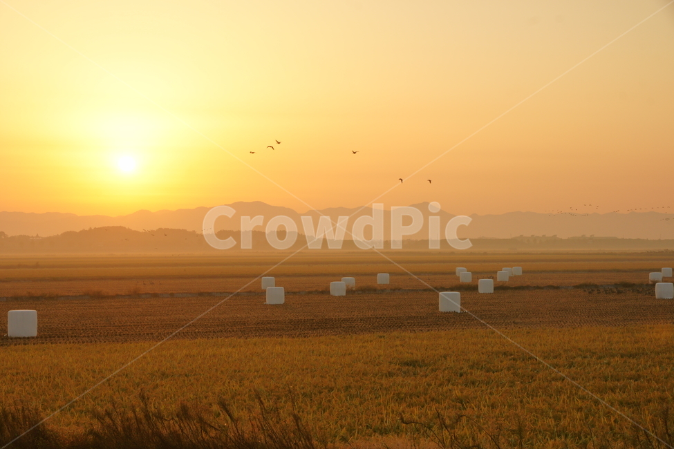 nature,자연,일출,들판,천수만,농업,농업,농사,agriculture,farming,farming industry