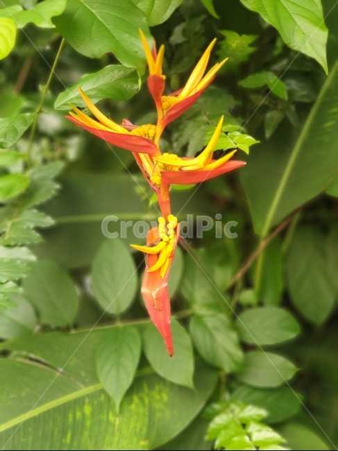 베트남야생화,야생화,봄꽃,베트남꽃,특이한꽃,식물,자연,plants,nature,꽃,flower