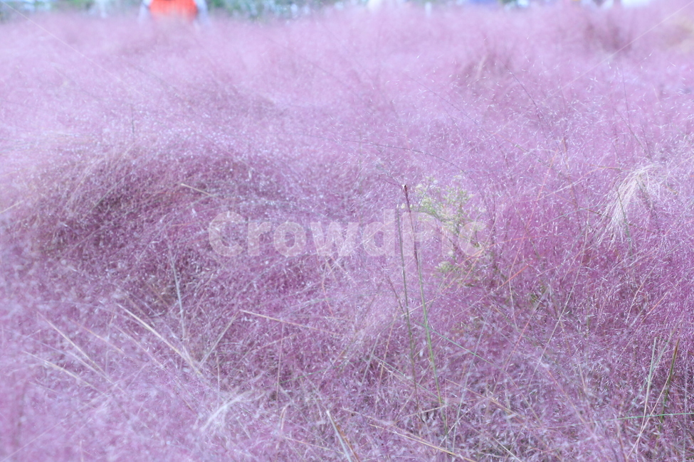 핑크뮬리,갈대,보라빛,색감,감성,갈대밭,보라색,야외,outdoors,자연,nature,핑크,pink,purple,가을,계절,fall,autumn,season,식물,자연,plants,nature