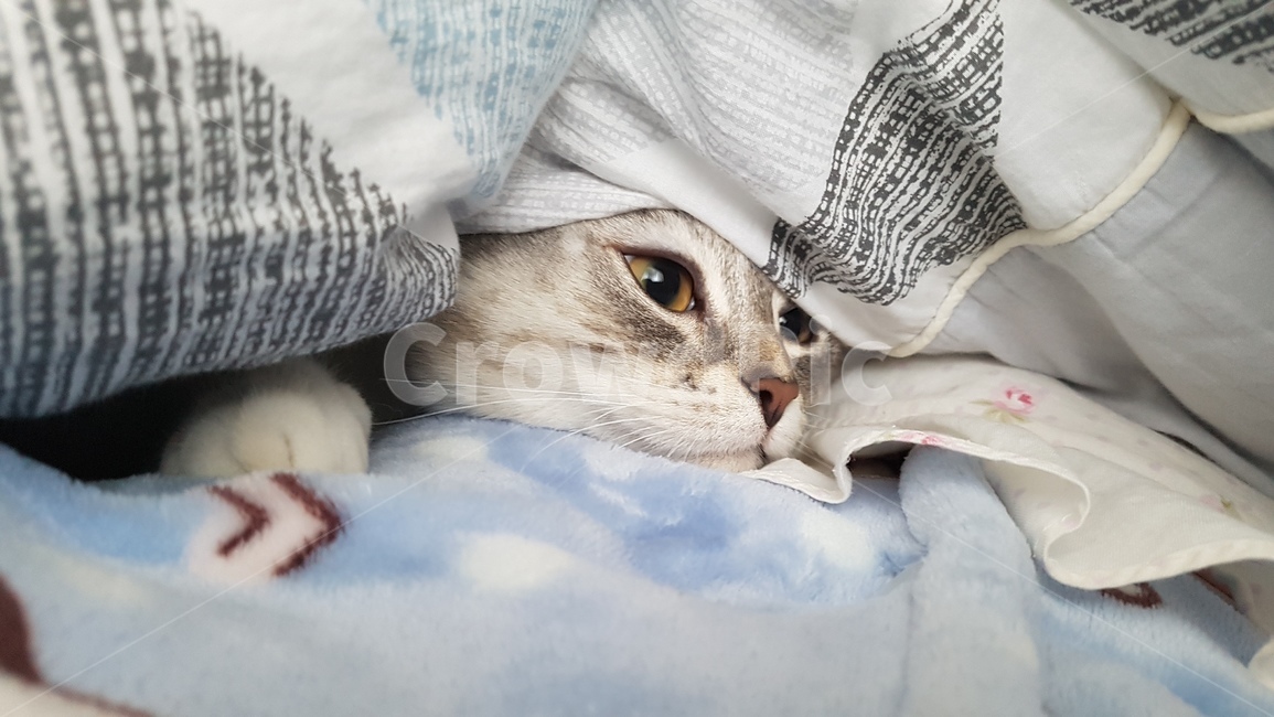 고양이,포근,이불속,귀여움,cat,동물,animal,포유류,mammal,고양이,cat,kitten,kitty